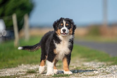 Les chiots de Berger Australien