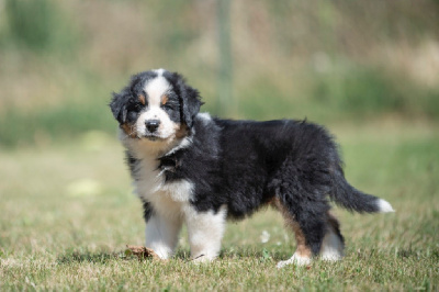 Les chiots de Berger Australien