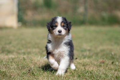 Les chiots de Berger Australien