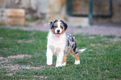 Les chiots de Berger Australien