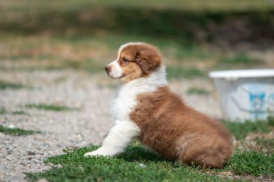 Les chiots de Berger Australien