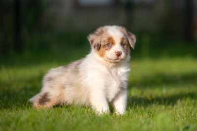 Les chiots de Berger Australien