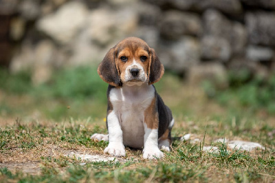 Les chiots de Beagle