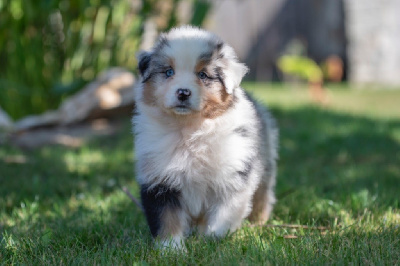 Les chiots de Berger Australien