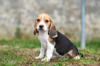 Les chiots de Beagle