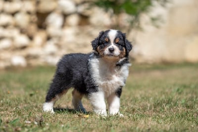 Les chiots de Berger Australien