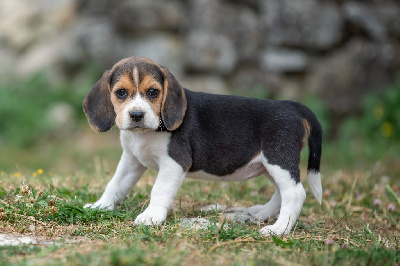 Les chiots de Beagle