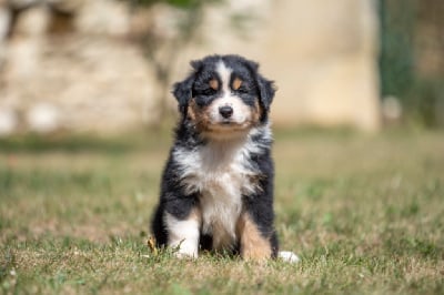 Les chiots de Berger Australien