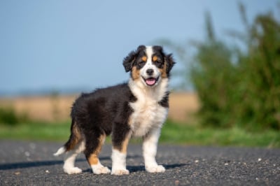 Les chiots de Berger Australien