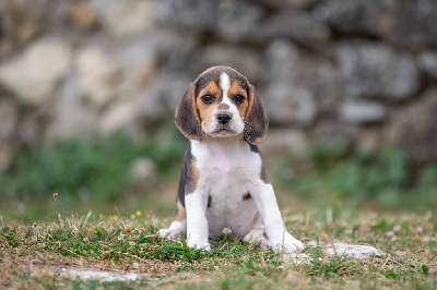 Les chiots de Beagle