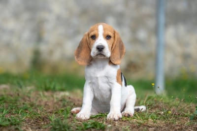 Les chiots de Beagle