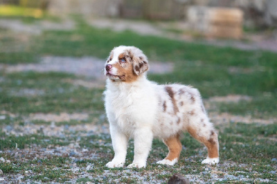 Les chiots de Berger Australien