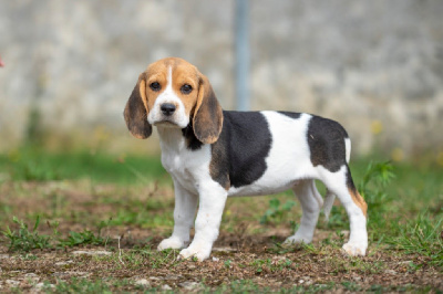 Les chiots de Beagle