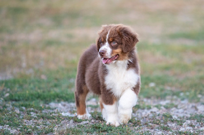 Les chiots de Berger Australien