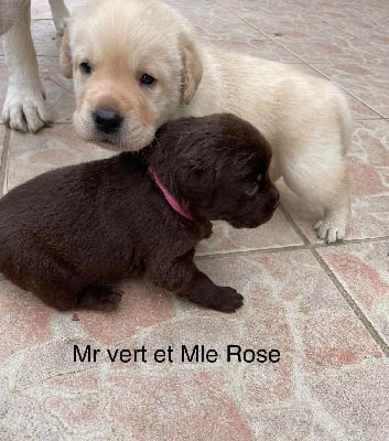 Les chiots de Labrador Retriever