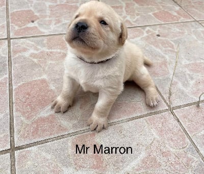 Les chiots de Labrador Retriever