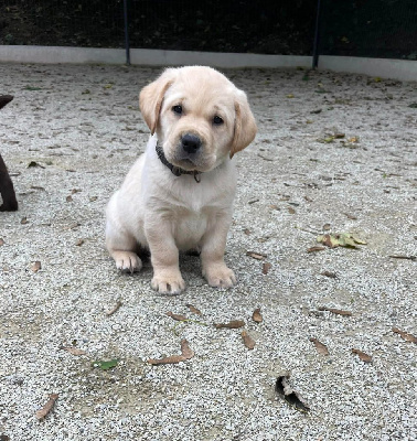 Les chiots de Labrador Retriever