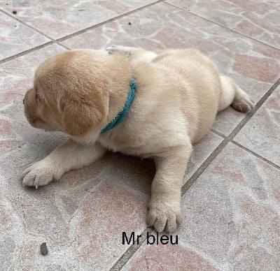 Les chiots de Labrador Retriever