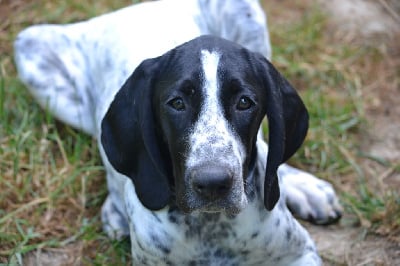 Les chiots de Braque d'Auvergne