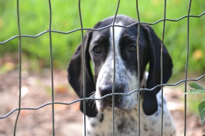 Les chiots de Braque d'Auvergne