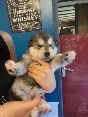 CHIOT 7 FEMELLE DE COULEUR GRISE - Alaskan Malamute