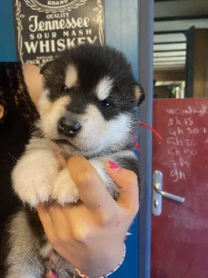 CHIOT ( ficelle rouge) - Alaskan Malamute