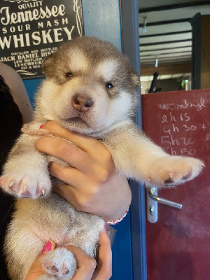 Les chiots de Alaskan Malamute