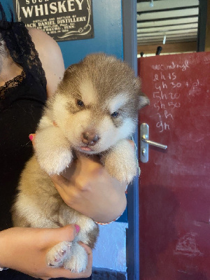 CHIOT 5 FEMELLE ROUSSE collier vert - Alaskan Malamute