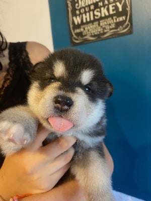 Les chiots de Alaskan Malamute