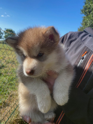 Les chiots de Alaskan Malamute