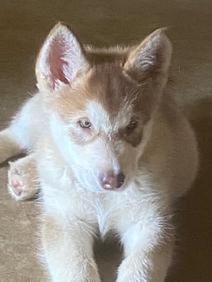 Les chiots de Alaskan Malamute