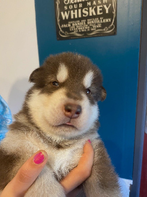 Les chiots de Alaskan Malamute