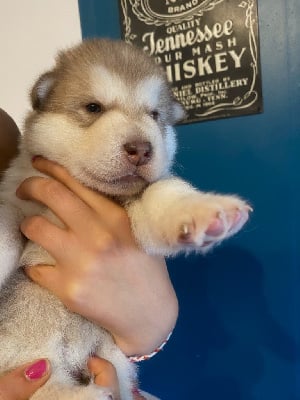 CHIOT 6 FEMELLE ROUSSE CLAIRE - Alaskan Malamute