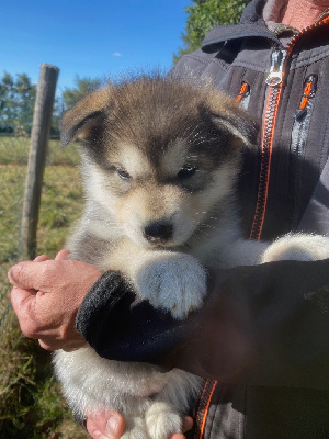 Les chiots de Alaskan Malamute