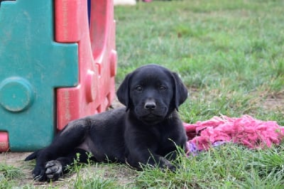 Les chiots de Labrador Retriever