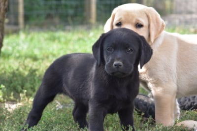 Les chiots de Labrador Retriever