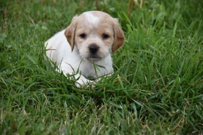 Les chiots de Epagneul Breton