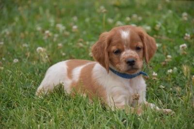 Les chiots de Epagneul Breton