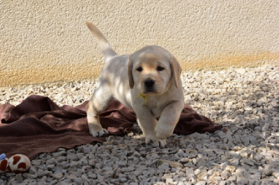 Les chiots de Labrador Retriever