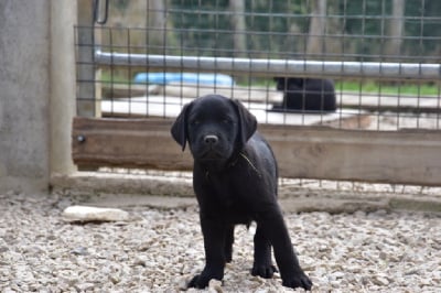 Les chiots de Labrador Retriever