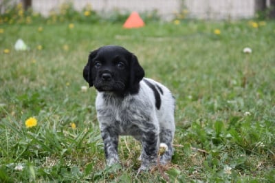 Les chiots de Epagneul Breton