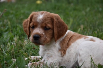 Les chiots de Epagneul Breton