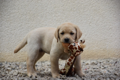 Les chiots de Labrador Retriever