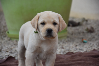 Les chiots de Labrador Retriever