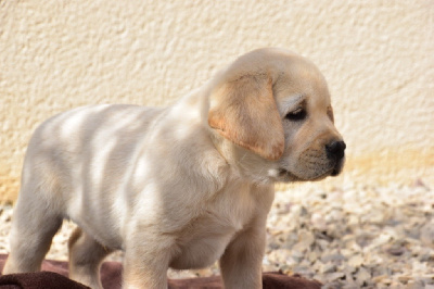 Les chiots de Labrador Retriever