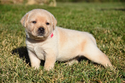 Les chiots de Labrador Retriever