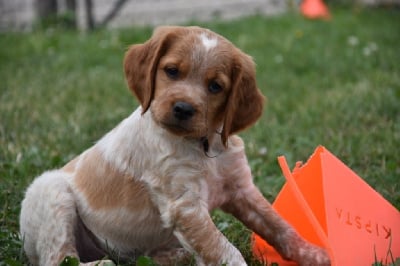 Les chiots de Epagneul Breton