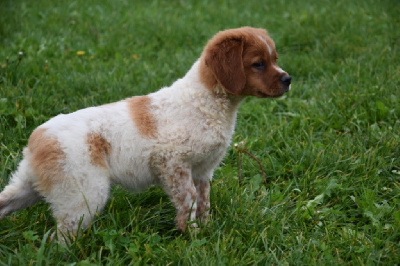 Les chiots de Epagneul Breton