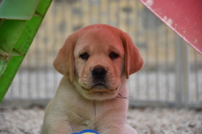 Les chiots de Labrador Retriever