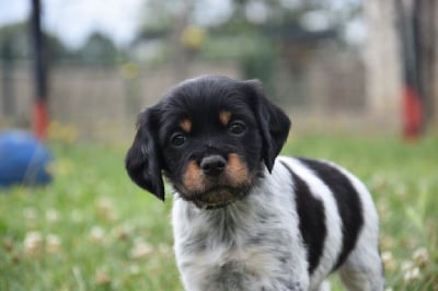 Les chiots de Epagneul Breton